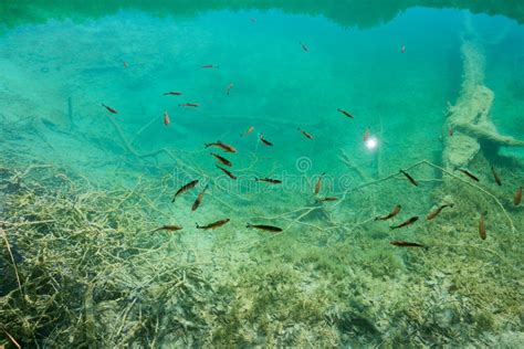 A Photo Of Fishes Swimming In Plitvice Lake Croatia Stock Photo