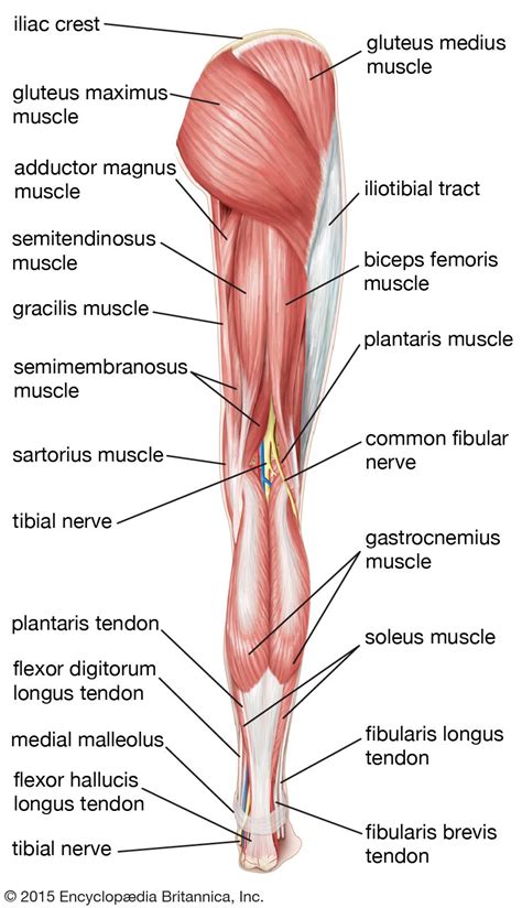 Leg Muscle Anatomical Structure Labeled Front Side And Back View