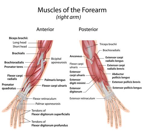 Muscles Of Forearm Wrist