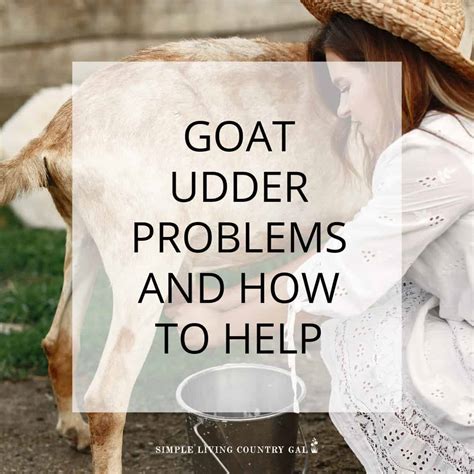 Goat Udder Problems Simple Living Country Gal