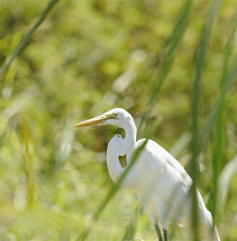 Great White Heron Stock Image Image Of Heron Swamps 42284683