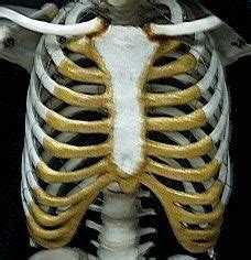 The rib cage protects the organs in the thoracic cavity, assists in respiration, and provides support for the upper extremities. Picture Of What Is Under Your Rib Cage / rib cage ...