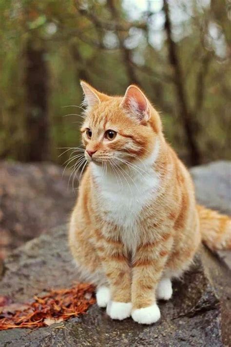 He is 2 years old, orange and white, outdoor. Orange lovely | Cute cats, Cute cat gif, Kittens