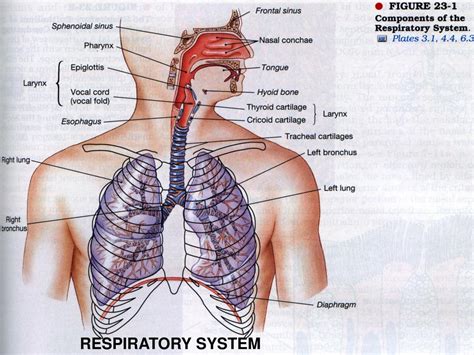 Ppt Introduction To The Respiratory System Powerpoint Presentation