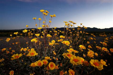 In springtime there are normally very few flowers and these fade quickly. Will there be a 'super bloom' in Death Valley in 2018? It ...