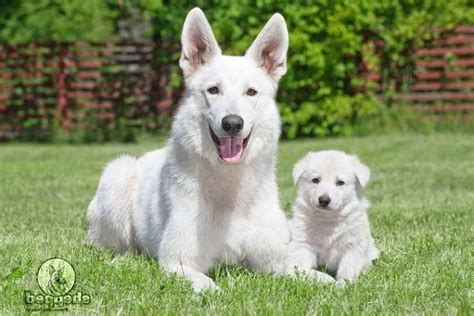 White German Shepherd Newborn Puppies Shepherd