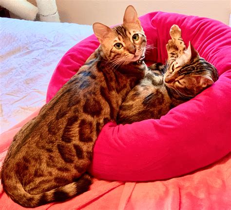 It's a good time to buy in wildcat. Bengal Cat Price In India In Rupees - The Best Dogs And Cats