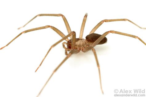 The Myth Of The Brown Recluse Spider Bite Christopher