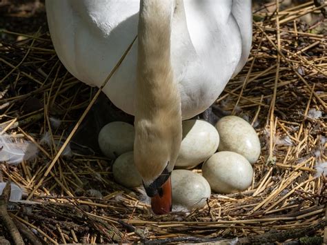 What Bird Lays The Largest Egg 9 Biggest Bird Eggs In Birdfact