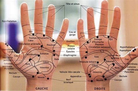 Carte Des Points Dacupuncture Auriculothérapie