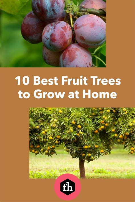 10 Best Types Of Fruit Trees To Grow In Your Backyard Fruit Trees
