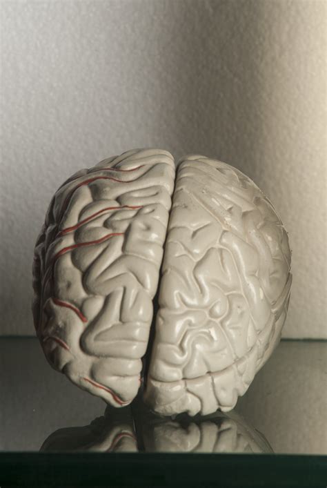 Filehuman Brain 01 Wikimedia Commons
