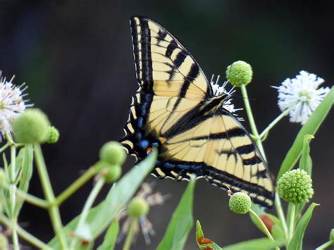 Tiger Swallowtail Butterfly Photograph By Andrea Freeman Pixels