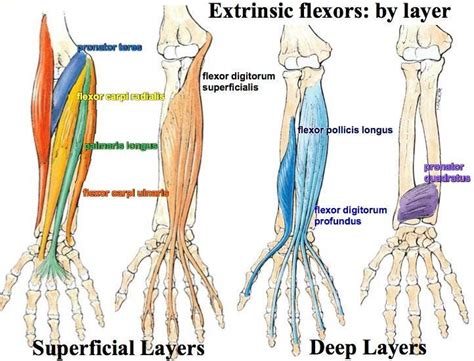 The accompanying muscle diagram reveals the muscles' positions beneath the surface. Print Muscles of the Forearm and Hand flashcards | Easy ...