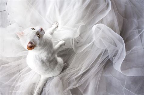 These Wedding Photos Featuring Cats Are Everything Meowingtons