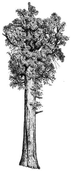 The landscape is hilly and pastoral unlike bawden's home in essex made up of arable crop fields. Sequoiadendron giganteum (giant sequoia) description