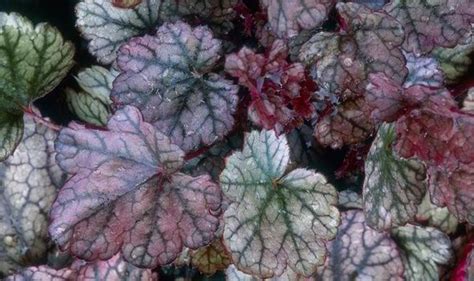 We did not find results for: Alan Titchmarsh: Planting in the shade | Express.co.uk