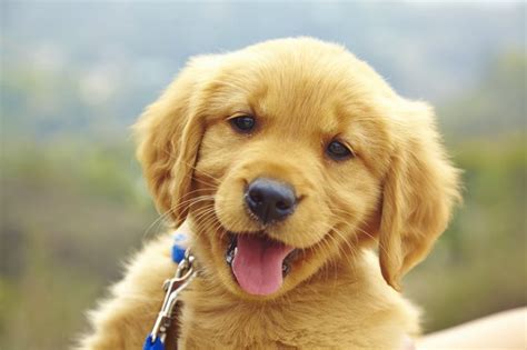 Havapoo puppies make great pets, are fun to play with, and love to cuddle! Cute Puppies Dogs For Sale Near Me - l2sanpiero