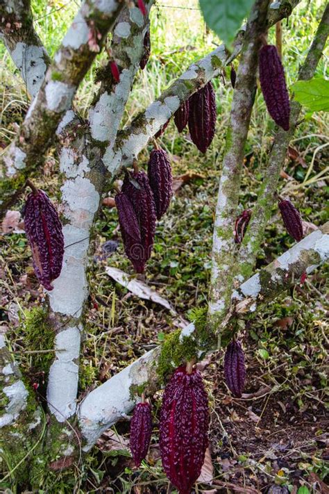 Cocoa Plantation Pod Plant In The Amazon Tropical Climate