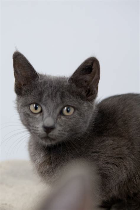 Meridith Female Domestic Short Hair Mix Cat In Qld Petrescue