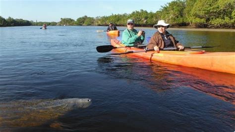 Kayaking And Communing With The Manatees At Manatee Park In Fort Myers