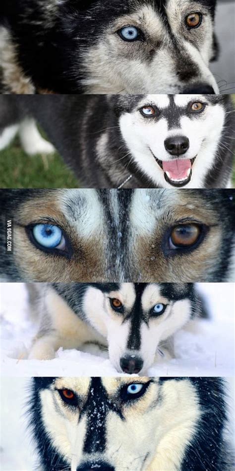 Obsessed With Heterochromia Huskies Theyre So Majestic Hope I Can