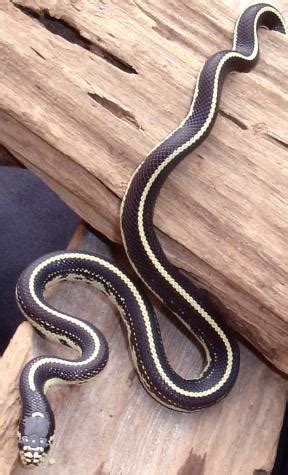 Eat the apples and avoid the obstacles. Baby Striped Black & White California Kingsnakes for sale