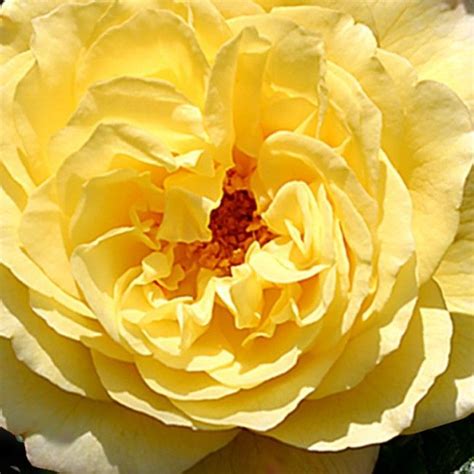 True heirloom roses are roses that have been around since before 1867 when the first hybrid tea 'heirloom' is a decidedly modern rose, introduced in 1972. Rugelda | Rose, Heirloom roses, Hardy zones