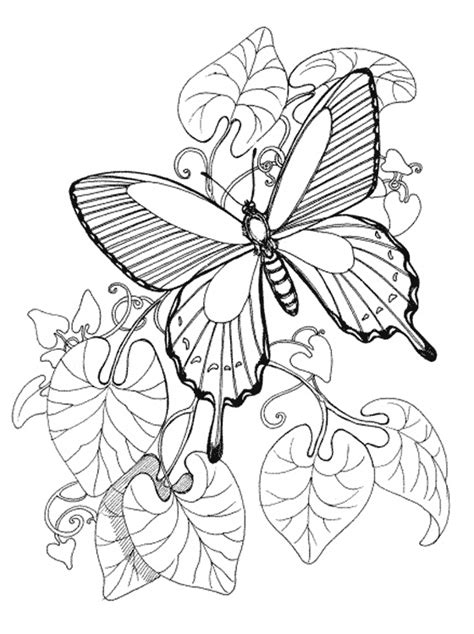 Kids Page Butterfly Coloring Pages Printable Colouring