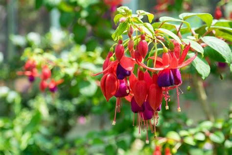 How To Grow And Care For Fuchsia Flowers Gardeners Path