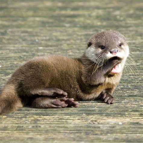 Check out these cute otters and funny otters in this otter videos. HD Images Cute Otter Collection