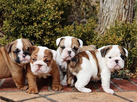 Bulldog Puppies 😍 Bulldog Puppies Cute Bulldog Puppies Bulldog
