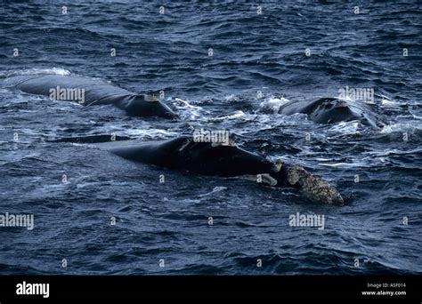 Southern Right Whale Eubalaena Australis Three Adults Winter Breeding
