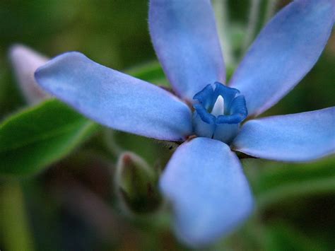 It attracts pollinators and makes a striking cut flower. Tweedia Caerulea | I was very excited when the first ...