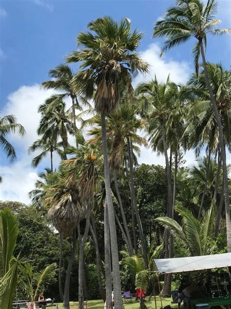 Bezona Column Plant Tips To Survive Hurricane Season West Hawaii Today