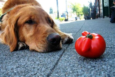 My cat eats them as well as watermelon and cantaloupe. Can Dogs Eat Tomatoes?