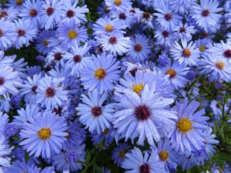 Splendiferous Blue Forest Flowers Free Image Download
