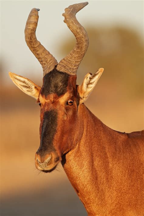 African Antelope Species African Antelope List African Animals For