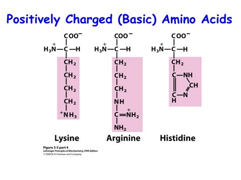 Positively Charged Amino Acids Pinbezy
