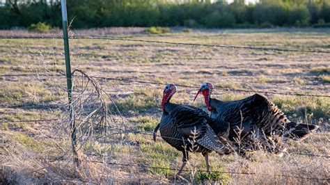 Wild Turkey Ecology In Western Nebraska Project Research School