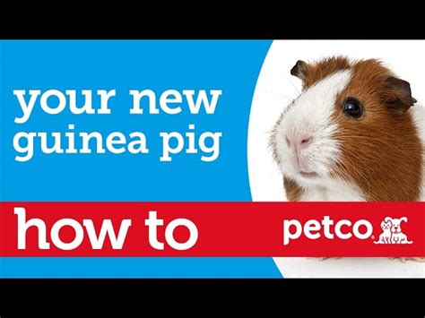 How To Care For Your New Guinea Pig Petco Pet Site How To Care
