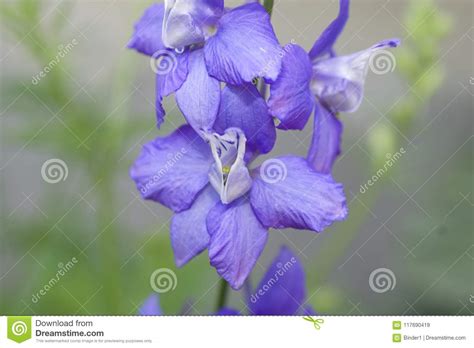 Very Nice Colorful Spring Flowers In My Garden Stock Image Image Of