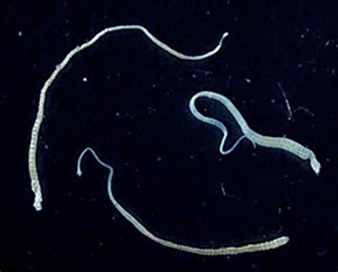 A Tapeworm With Cancer Gave Its Tumors To Someone