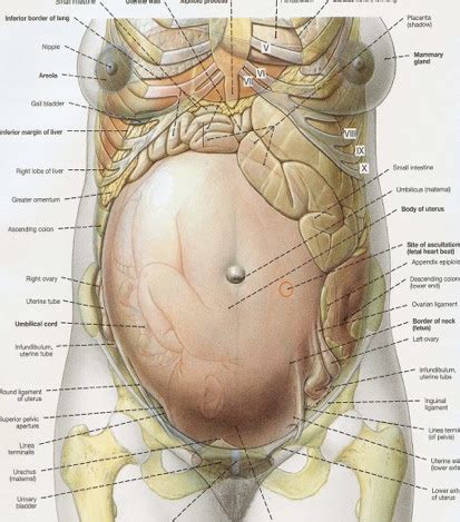 Anatomy Trains The Female Pelvis In The Cycles Of Life Zion Physical