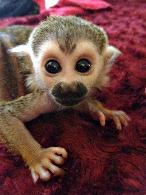 My New Best Friend Kingston The Baby Squirrel Monkey
