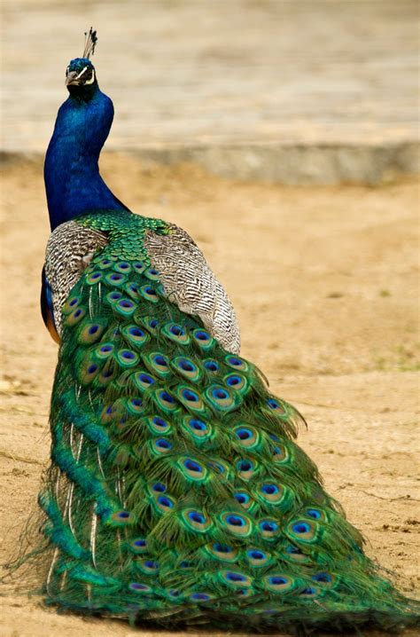 Maybe you would like to learn more about one of these? 15 Birds With Spectacularly Fancy Tail Feathers | Most ...