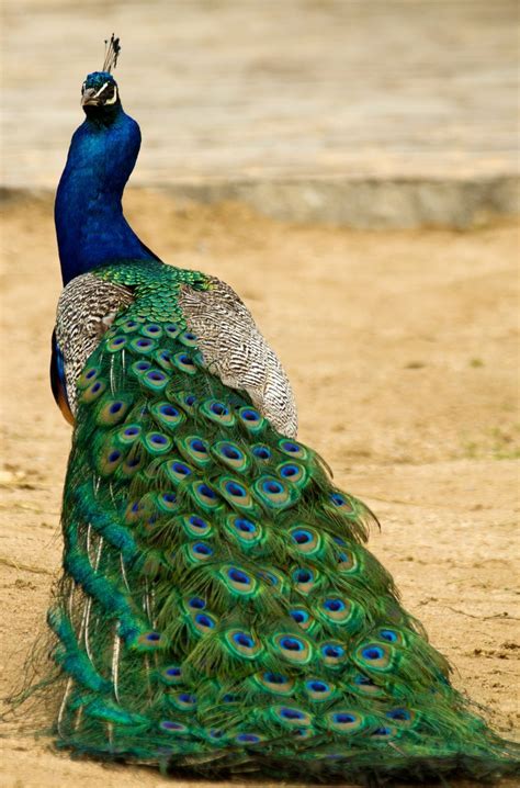 However, every species of mammal has a tail at some point in its development. Pin on Animals