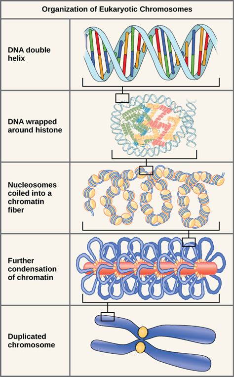 Kromosomer Och Dna Förpackning Biology For Majors I Marea Brava