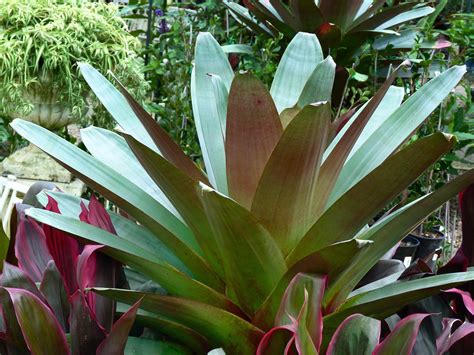 Sun Lover Imperial Bromeliad Alcantarea Imperialis For Wow