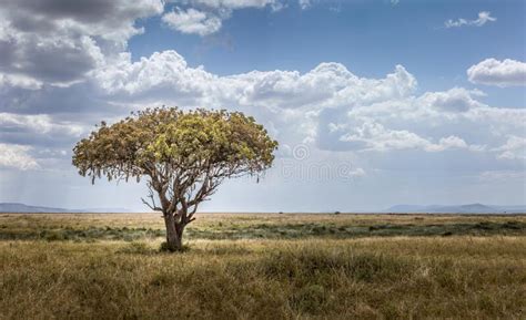 Serengeti Savanna Landscape Wide Stock Photos Free And Royalty Free